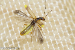 Malthinus seriepunctatus