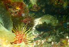 Vincentia conspersa
