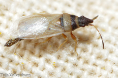 Oxycarenus pallens