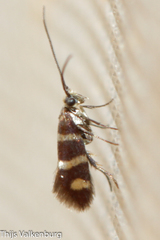 Micropterix ibericella