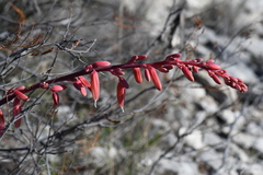 Hesperaloe parviflora