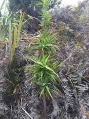 Dracophyllum arboreum