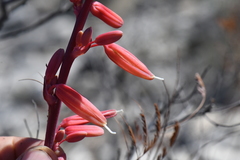 Hesperaloe parviflora