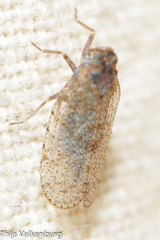 Tachycixius