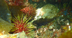 Vincentia conspersa