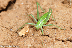 Odontura glabricauda