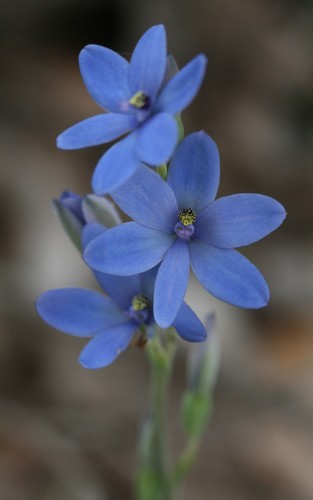 Blue Lady Orchid