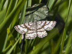 Ematurga atomaria