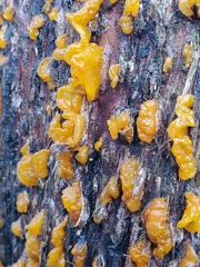 Gymnosporangium effusum