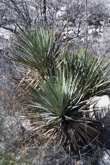Yucca reverchonii