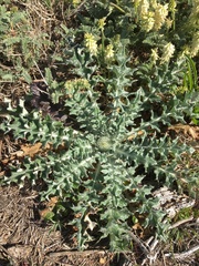Cirsium occidentale compactum