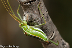 Odontura glabricauda