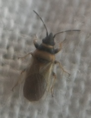 Oxycarenus pallens