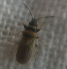 Oxycarenus pallens