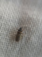 Oxycarenus pallens