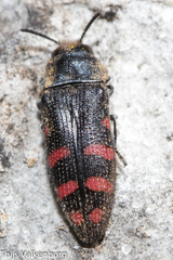 Acmaeodera pulchra