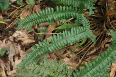 Polystichum hancockii