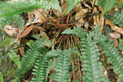 Polystichum hancockii