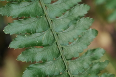 Polystichum hancockii