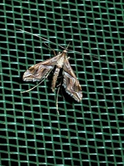 Lineodini