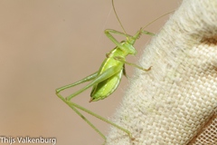 Odontura glabricauda