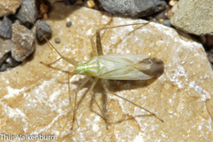 Phytocoris miridioides