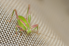 Odontura glabricauda