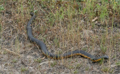 Photo of a Mainland Tiger Snake (Notechis scutatus)