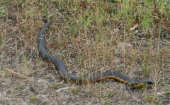 Notechis scutatus occidentalis