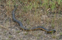 Notechis scutatus occidentalis