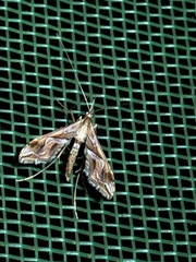 Lineodini