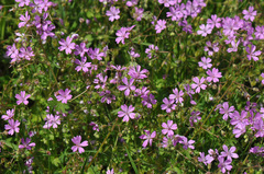 Geranium brutium
