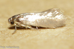 Elachistidae