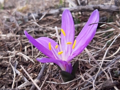 Colchicum bulbocodium