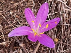 Colchicum bulbocodium