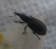 Perapion curtirostre