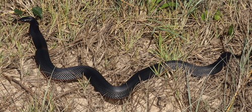 Pseudechis porphyriacus