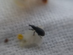 Perapion curtirostre