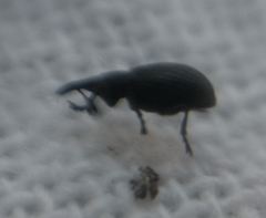 Perapion curtirostre