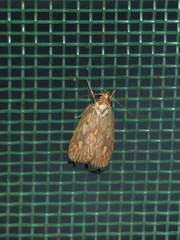 Himmacia