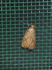Himmacia