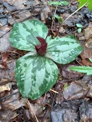 Trillium decumbens