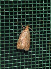 Himmacia