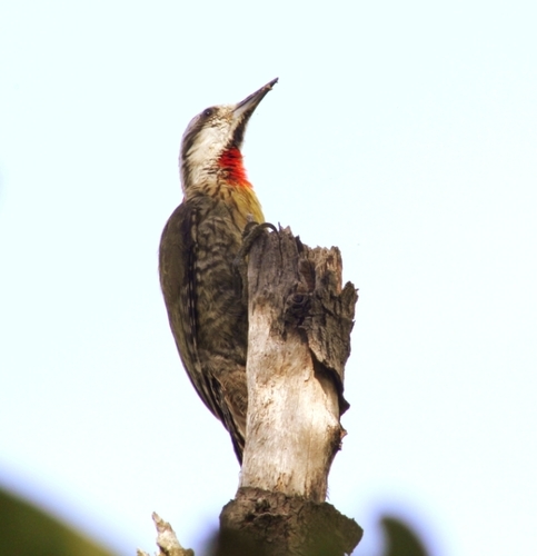 Cayos Flamencos