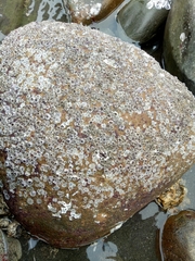 Fistulobalanus albicostatus