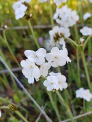 Plagiobothrys stipitatus