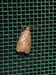 Himmacia