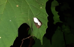 Tathothripa continua