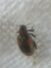 Orchestes alni