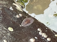 Leptoplanoidea